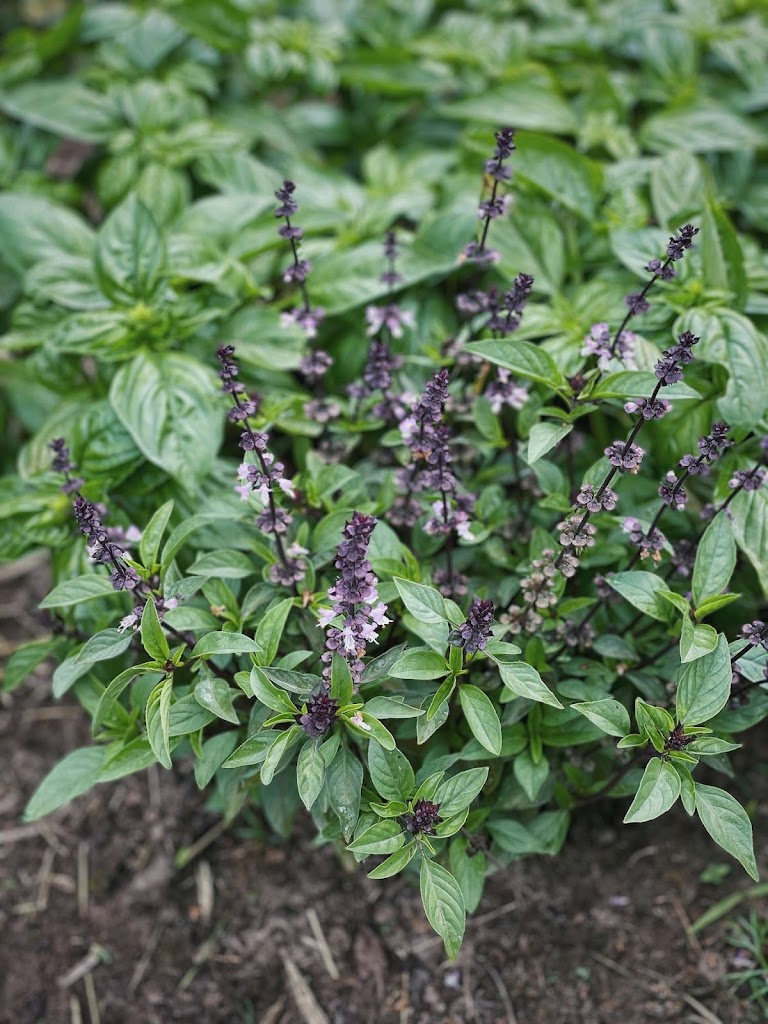 basil plants flowering cover.jpg
