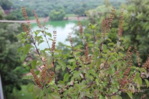 Tulsi_Plant-300x200 तुलसी के फायदे, इसका उपयोग और पाए जाने वाले पोषक तत्व,  सांस संबंधी समस्याओं के लिए अत्यधिक फायदेमंद