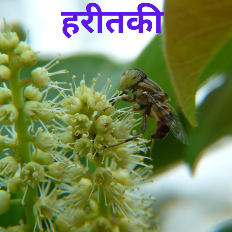 e0 a4 b9 e0 a4 b0 e0 a5 80 e0 a4 a4 e0 a4 95 e0 a5 80.png