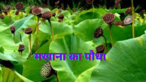Add-20a-20heading-20-1--300x169 मखाना खाने के 10 अद्भुत फायदे, प्रजनन स्वास्थ्य को बनाता है। बेहद मजबूत